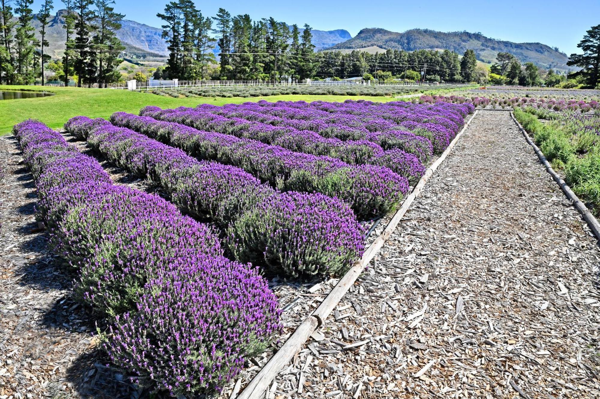 Lavender Farm Boutique Guest House Franschhoek Exterior foto