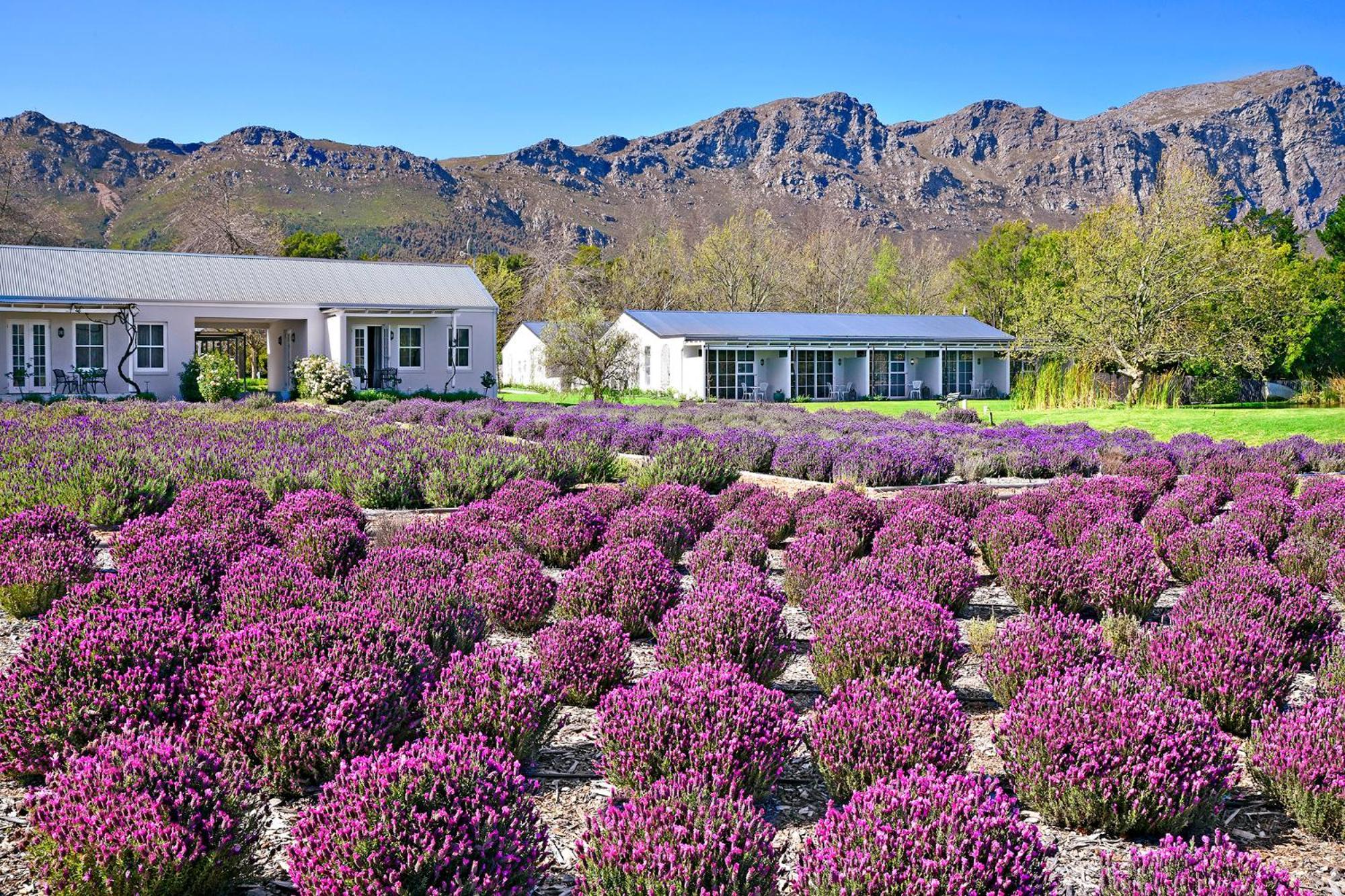 Lavender Farm Boutique Guest House Franschhoek Exterior foto